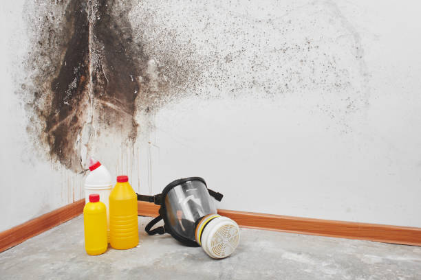 Best Certified Mold Removal  in Bluffton, SC