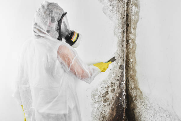 Best Fast Mold Removal  in Bluffton, SC