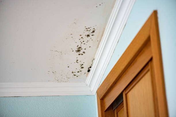 Certified Mold Removal in Bluffton, SC