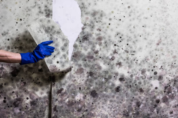 Best Mold Cleaning Services  in Bluffton, SC